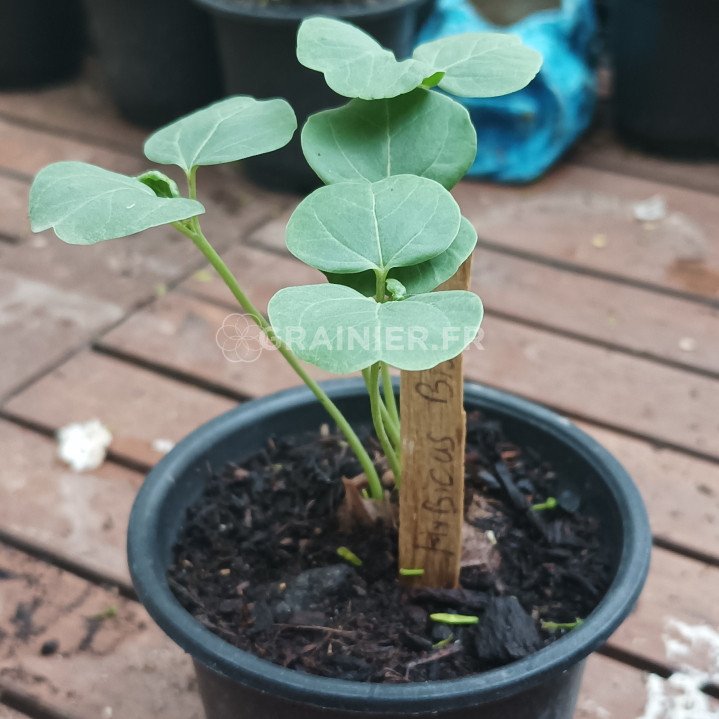 Hibiscus sabdariffa, bissap image